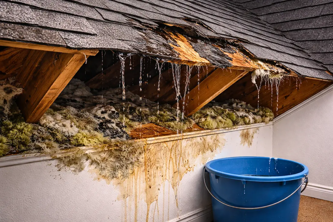Mold caused by roof leak